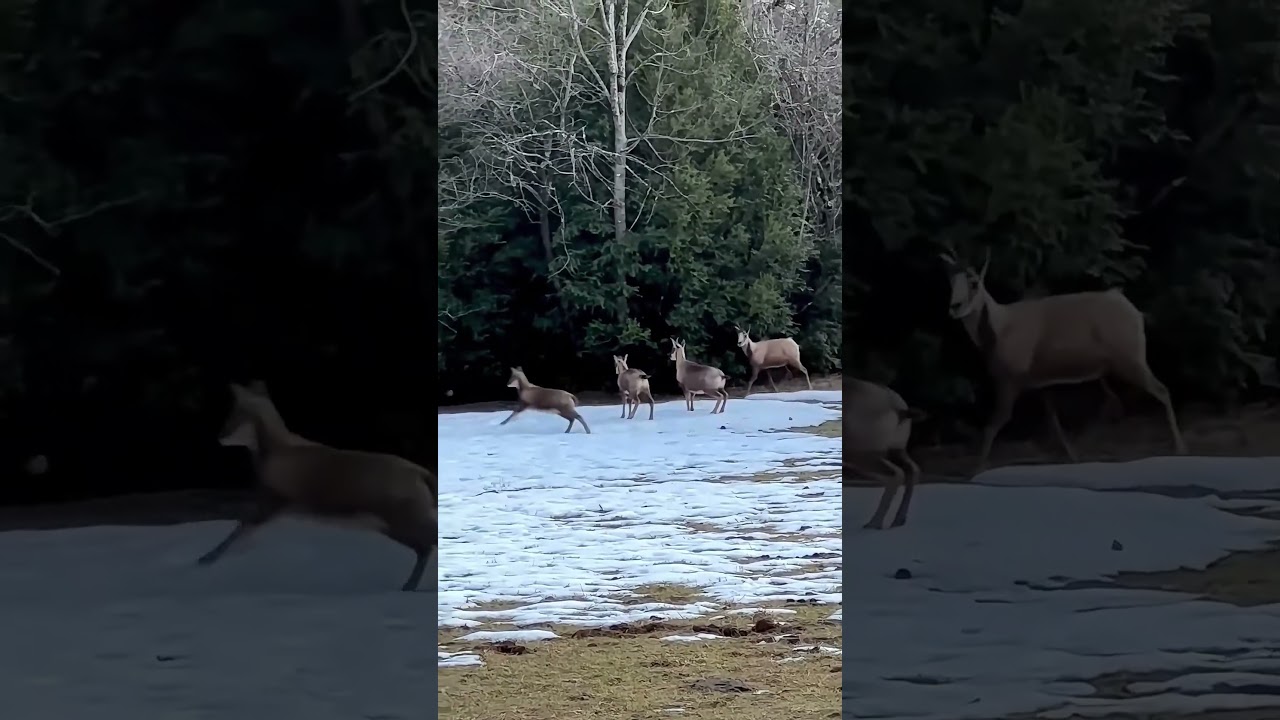 🐐 Sarrios en libertad en el Pirineo | Fauna salvaje en Torla – Ordesa (Huesca)