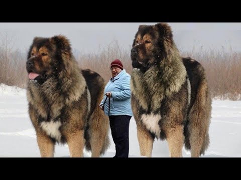 Вопрос: Какие крупные животные самые многочисленные на территории РФ?
