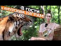 Амурские тигры - чудо Дальнего востока! О животных Приморского края. Сафари парк. 2021
