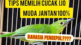 Cucak ijo kuningan is 100% accurate male,,