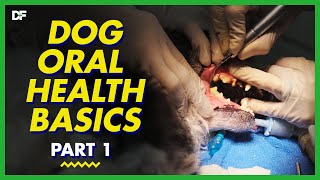 Basics of Dental Care For Dogs