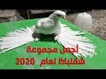 حصريا افضل 20 طير حمام شقلباظ للعام 2020  !