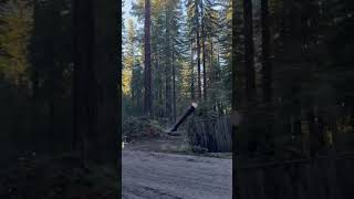 200 foot redwood tree removal #treecutting #chainsaw #treeremoval