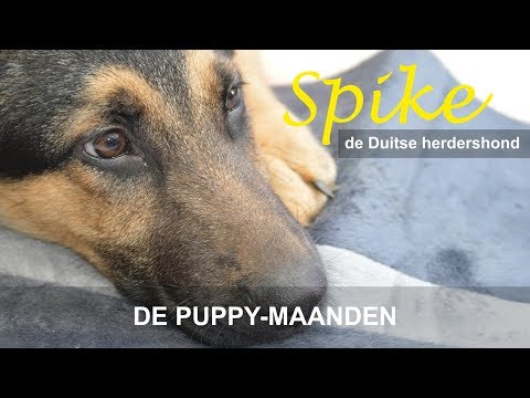 Video: Hoe Om 'n Herdershondjie Op Te Lei