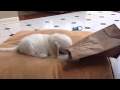 Cute English Cream Golden Retriever Puppy and the Paper Bag Attack