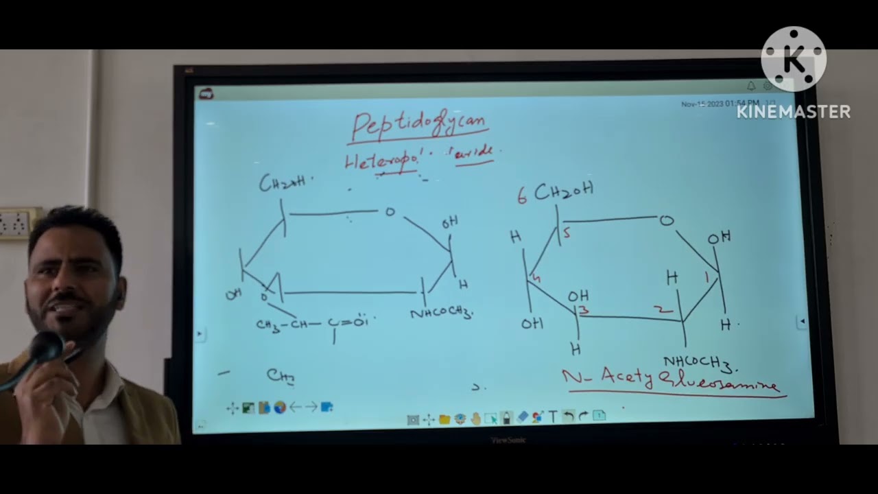 structure of peptidoglycan