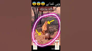 جس ذات کا قرآن میں بھی ذکر نبی ہے وہ میرا نبی میرا نبی ہے Shorts Reels Status Short Islamic 
