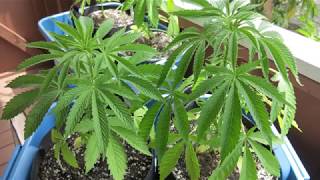 CERES - WATERMELON ZKITTLES X ROYAL KUSH #7 SEVEN LEAF GENETICS THE BIGKUSH  LAT 33  CALIFORNIA