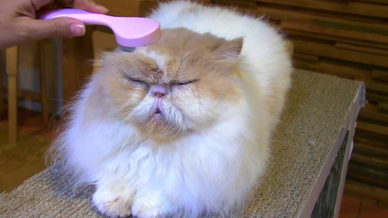 猫舌とろん | 株式会社ビューティーワールド / BeautyWorld株式