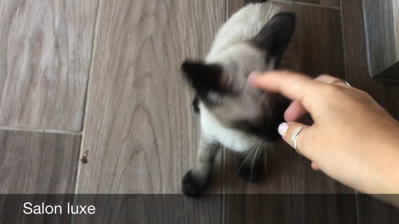 Pension Domaine Eiwah Hotel De Luxe Pour Chats