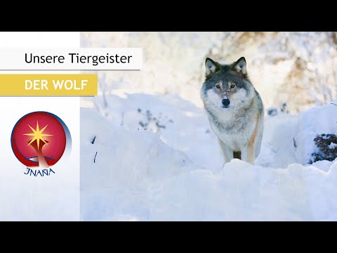 Unsere Tiergeister: Der Wolf - Geist des Wissens der Naturmythen