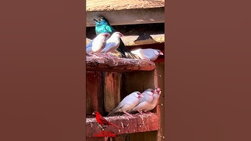 Silver java sparrows and starling in bird aviary #birds #bird