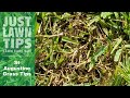 Brown and Dead St Augustine Grass - Causes \\ St Augustine Tips
