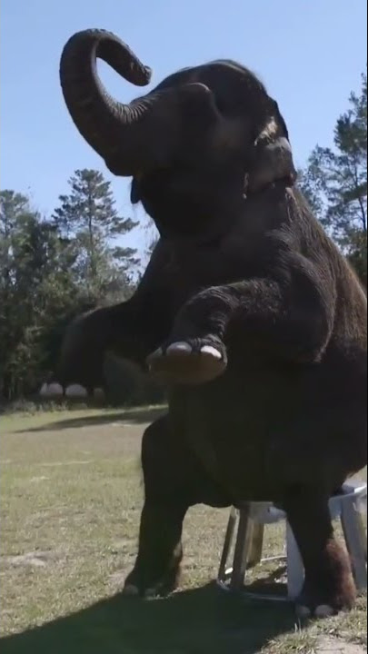 'elephant doing circus'#trending #cool