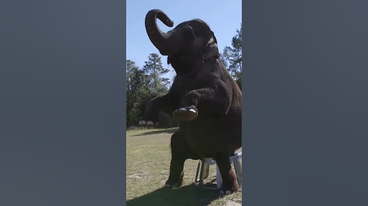 "elephant doing circus"#trending #cool