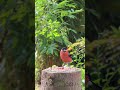 Beautiful Bullfinch visits the log of treats #birds #birdingparadise #wildlife #birding #birdsong