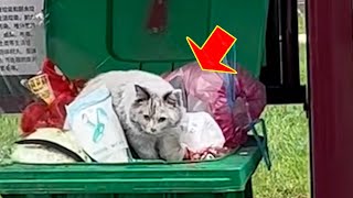 Поедая мусор, чтобы выжить, бездомный кот использовал последние силы, чтобы найти еду в мусоре