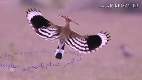 صوت قران جميل. للقارئ الياس حجري من سوره النمل  (( وتفقد الطير فقال مالي لا ارء الهدهد) )
