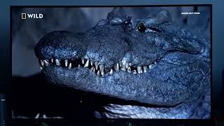 Nile Crocodile Madagascars Weirdest Nat Geo Wild