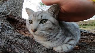 機嫌が良いのか悪いのか分からない子猫