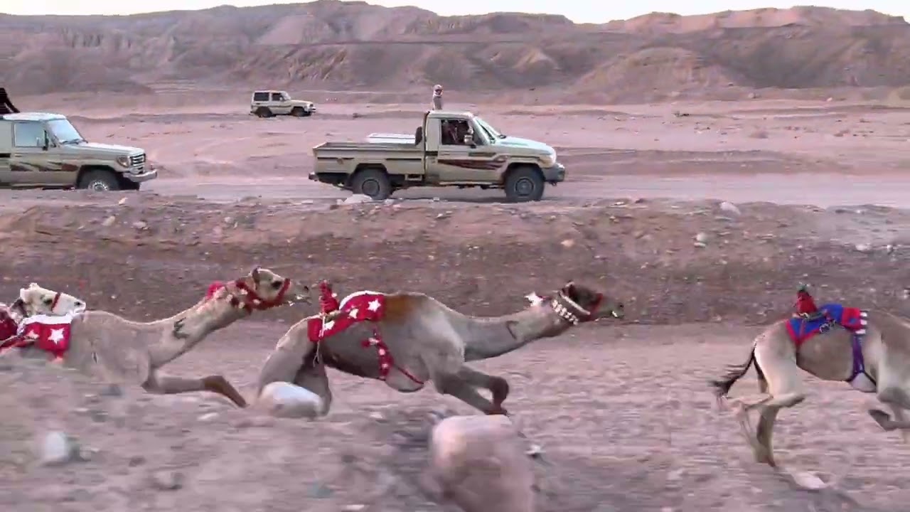 شوط الآلي زمول من مسافة 8 كم المركز الأول الكاظم/فيصل بن حماد العمراني