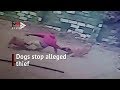 See How 2 Vicious Dogs Ripped Robber After He Jumped From Roof (Video)