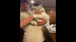 Guy Hisses Back at His Cat While Carrying Him but He Winds up Getting Slapped