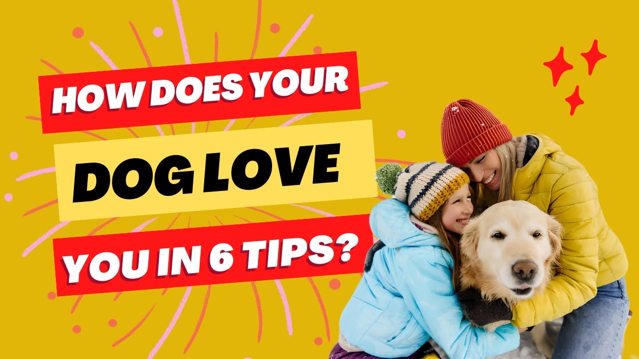 How Do Dogs Pick Their Favorite Person In 6 Tips YouTube how-do-dogs-pick-their-favorite-person-in-6-tips-youtube