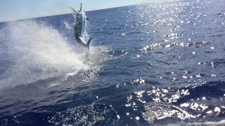 1100lb Blue Marlin Fishing GOLD COAST Video 2