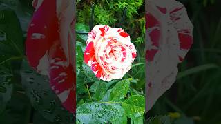 Beautiful Stunning Flower Collection #Nature #Flowers #Gardenflowers  #Shorts #Viralvideo  #Rose