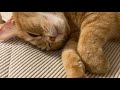 猫とよねくらの昼休み9/11