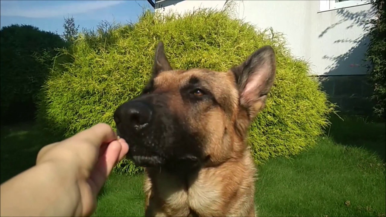 「Tutoriál」Oční kontakt se psem