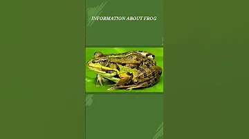 Frog Information Music Beach Love Travel Edm 
