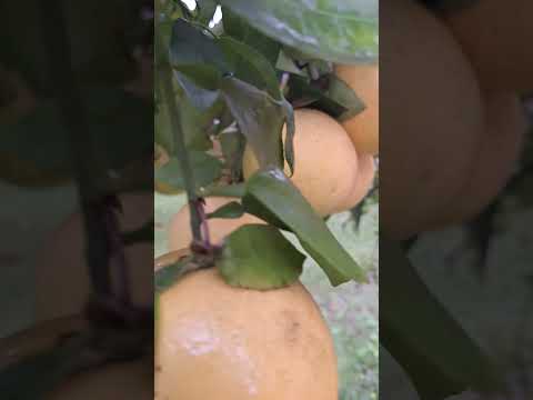 pomelos