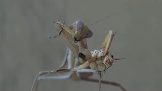 Praying mantis eats cricket
