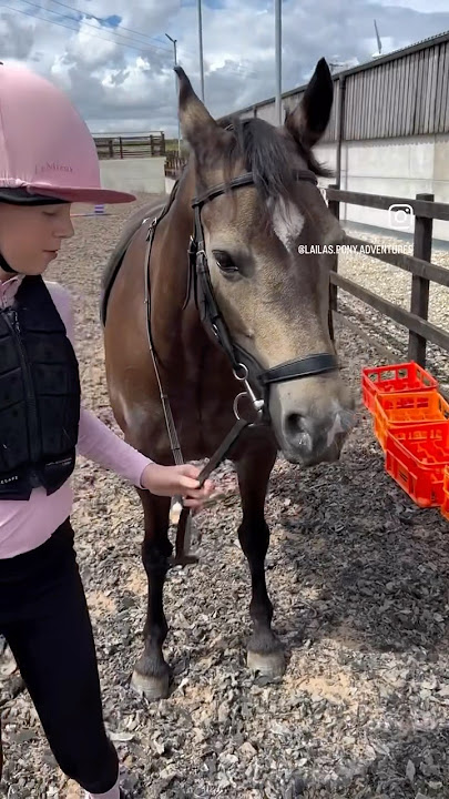 ✨New Pony Fun✨