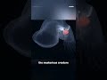 New sea slug species discovered
