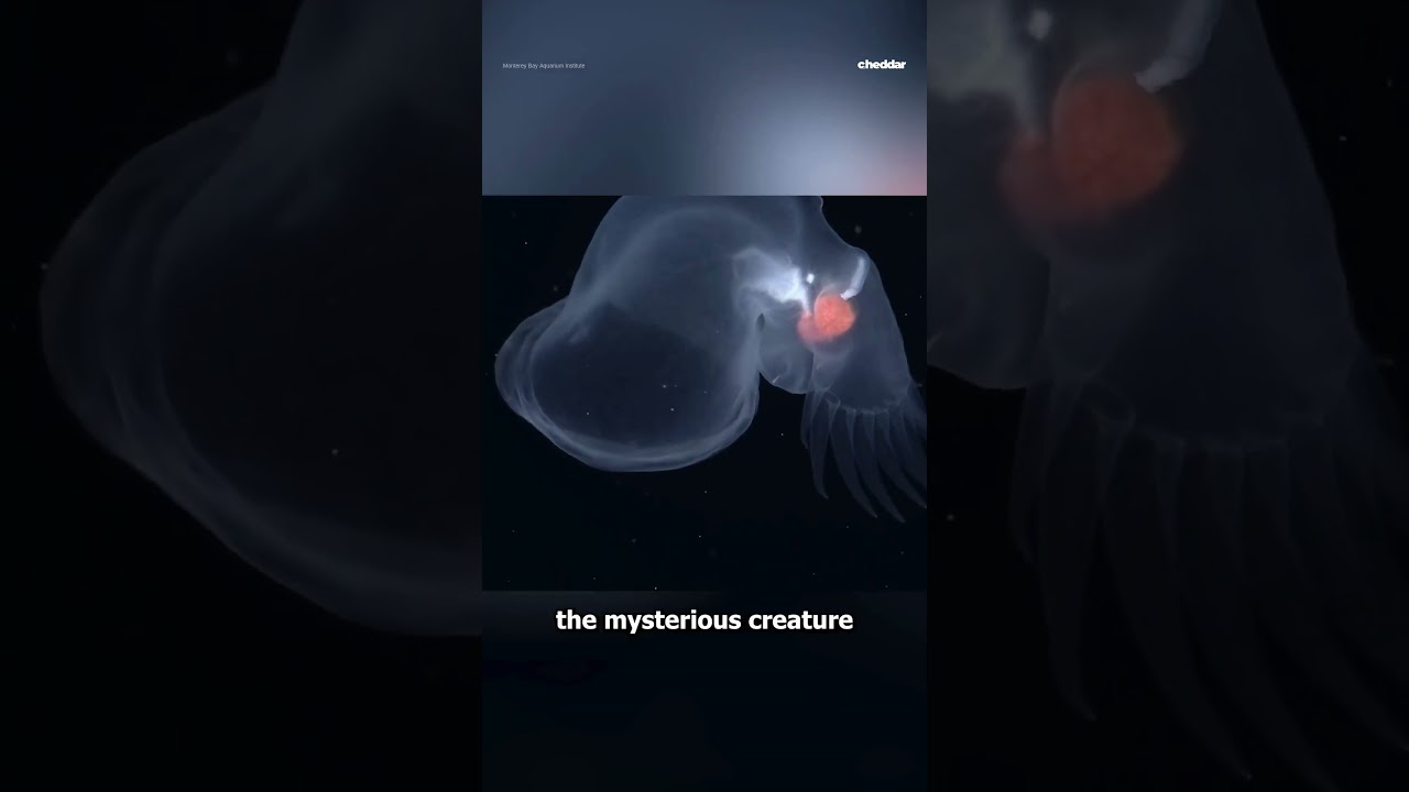 New sea slug species discovered