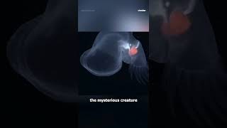 New Sea Slug Species Discovered