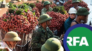 Tiến thoái lưỡng nan khi xuất khẩu sang Trung Quốc | © Official RFA Video