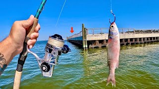 Tossed a LIVE! MULLET along the SEAWALL and Caught THIS!