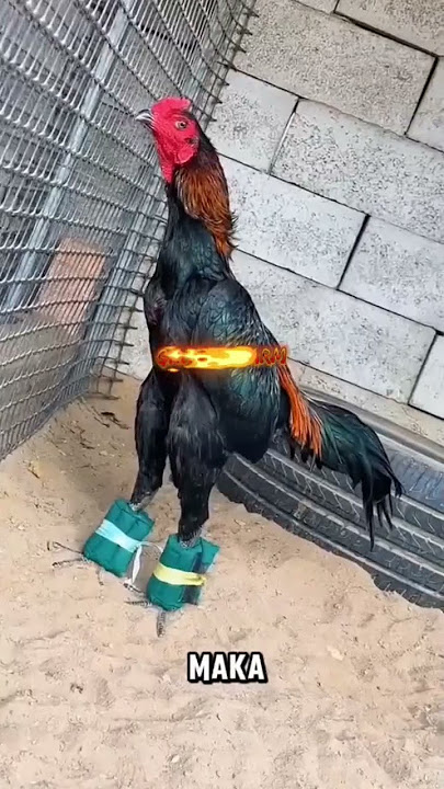 Manfaat penggunaan barbel pada ayam bangkok #shortvideo #viraltiktok #ayambangkokimport #fypyoutube