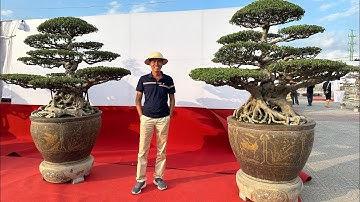 VDBS : 10 TP CỔ RẤT QUÝ CỦA CHÚ THÔNG MƠ - ĐÃ CÓ MẶT TẠI TRIỂN LÃM - HOÀNG LONG THANH HOÁ !