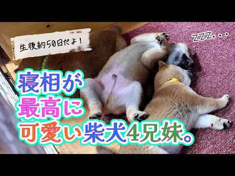 寝相が面白くて目が離せない柴犬の子供たちの日常。#柴犬 #子犬 #dog #shibainu