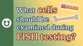 What cells should be examined during FISH testing?