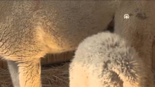 Anadolu Ajansı - Türkiyenin Ilk Yavru Alpakası Doğdu