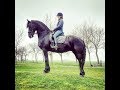 Uniek loves to run through the water friesian horse