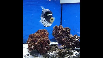 #fish#fisch#Fisch#Fische#рыба#рыбалка#Аквариум#аквариумные рыбки#рыбак#рыбалка#poisson#pez
