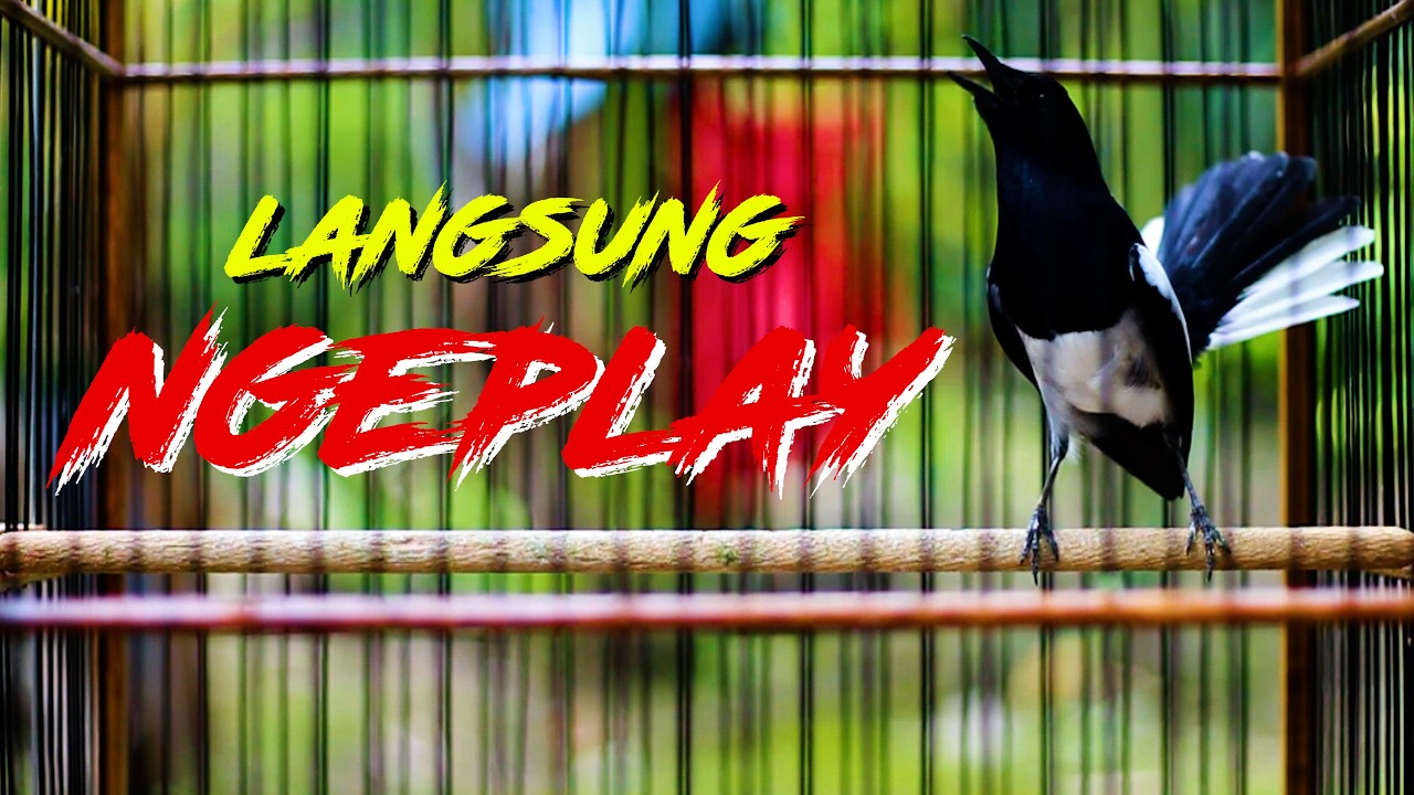 PANCINGAN KACER NGEPLAY GACOR, AMPUH BIKIN LAWAN EMOSI