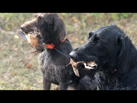 2041 Oct 08/2020 – This week we start by spending a few days at a bird camp in Emmett Co. chasing geese and woodcock! We will stop in at a great event for veterans and also learn about an outdoor class for folks wanting to get into the outdoor industry!